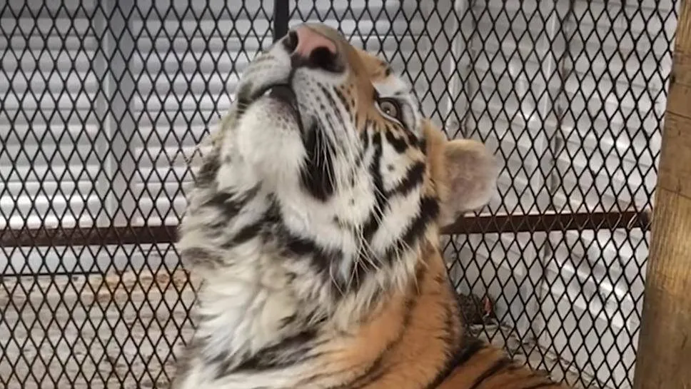 Tiger-found-in-abandoned-Houston-home-0-7-screenshot-32637