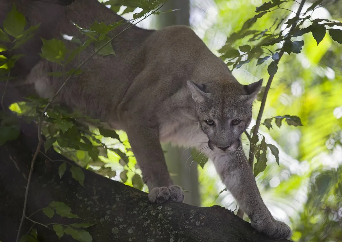 A Florida panther crawls in a tree in a zoo.