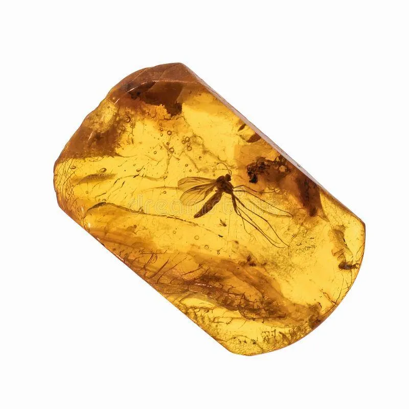 an insect inside an amber fossil