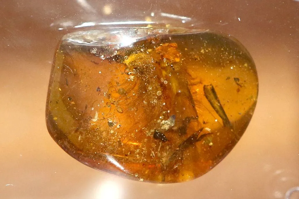 amber fossil 628892070