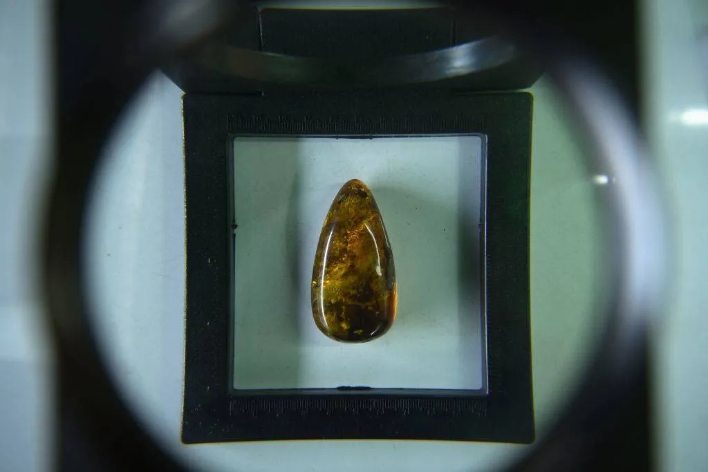 a close up of an amber fossil