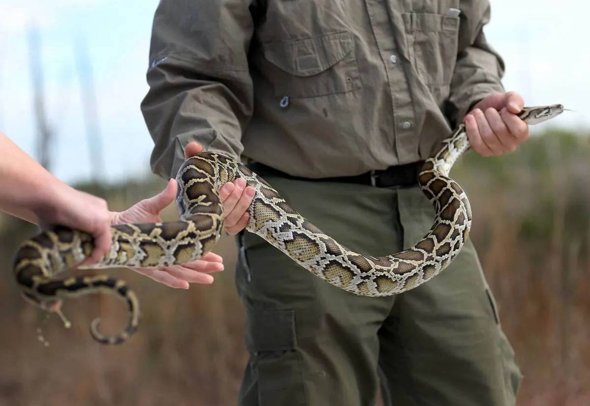 Biologists hold Burmese pythons in Miami, Florida.