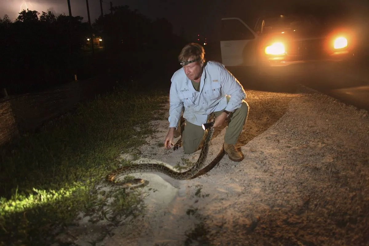 A wildlife biologist captures a python on the side of a road in Miami.