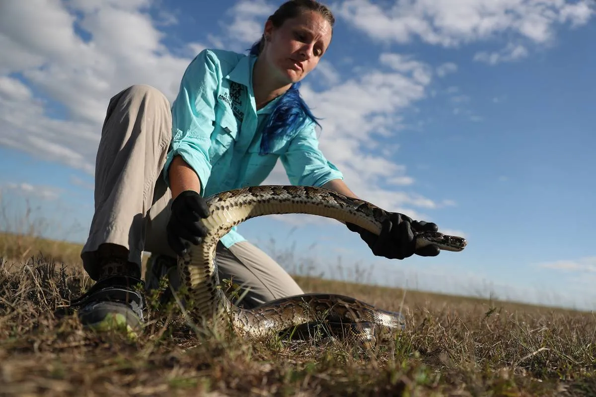 A conservationist captures a Burmese python in the everglades.