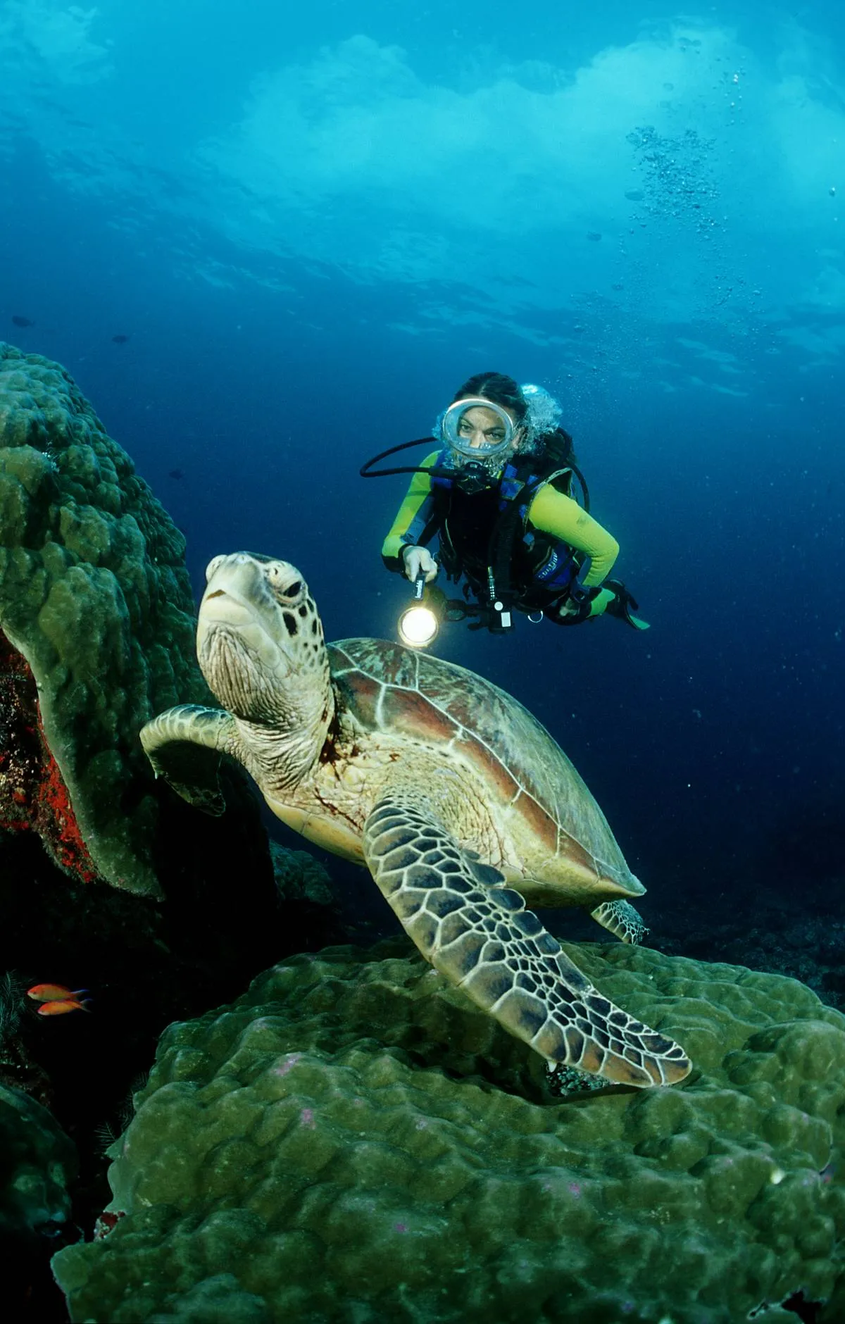 Green sea turtle and scuba diver, Chelonia mydas, Australia, Great Barrier Reef