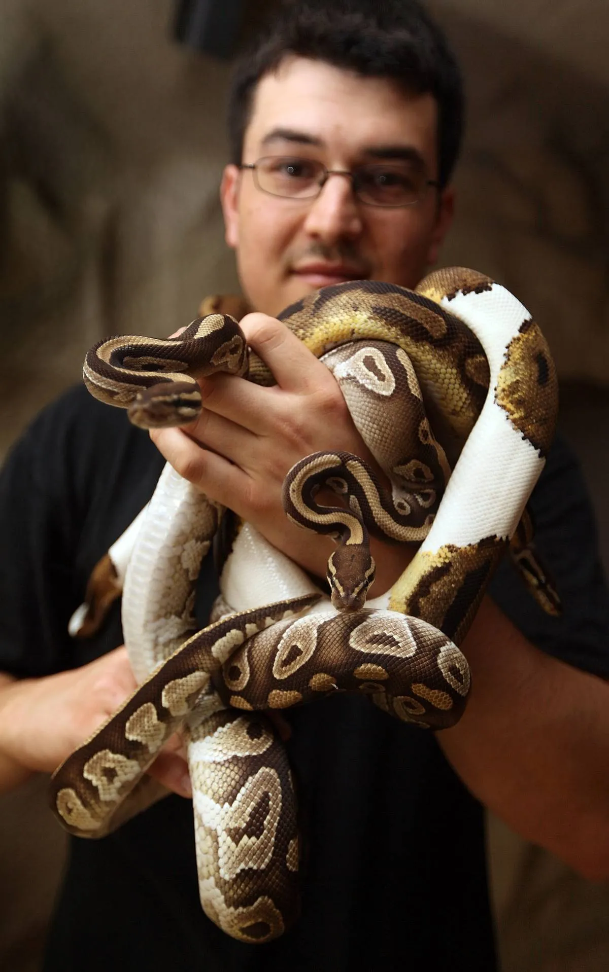 A man holds a ball python.