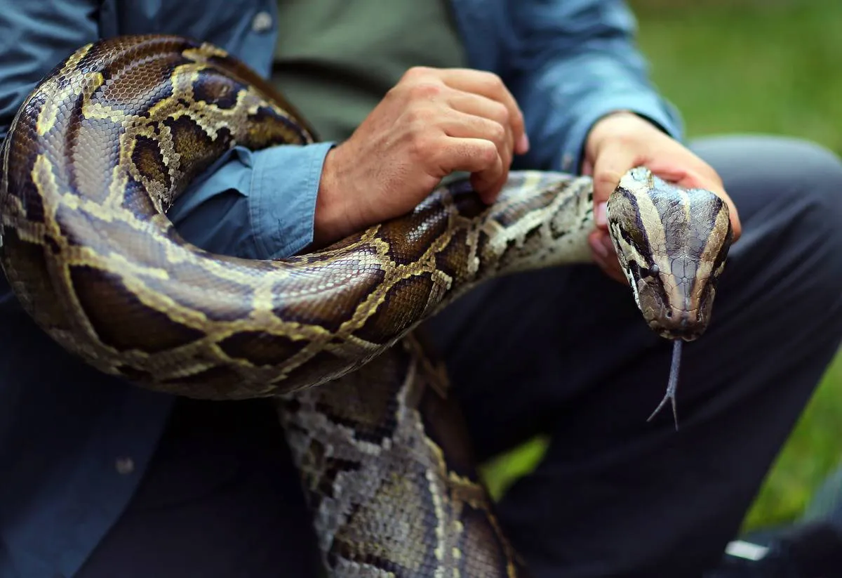 A man holds a Burmese python in Florida.