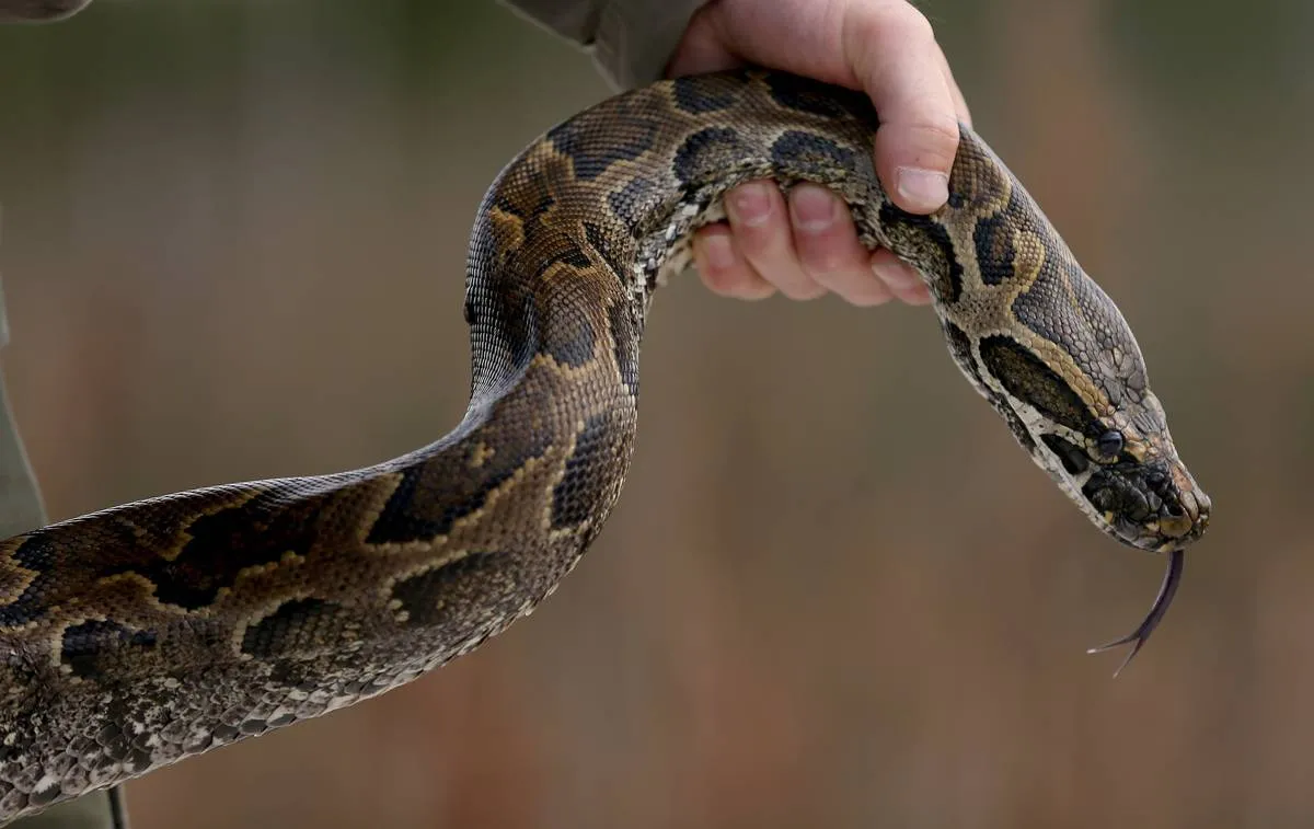 A hunter holds a python by its neck.