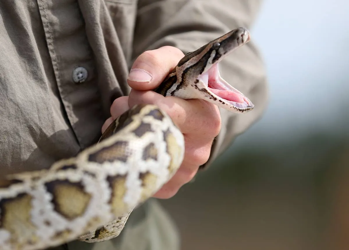 A Florida snake hunter holds a python with its mouth open.