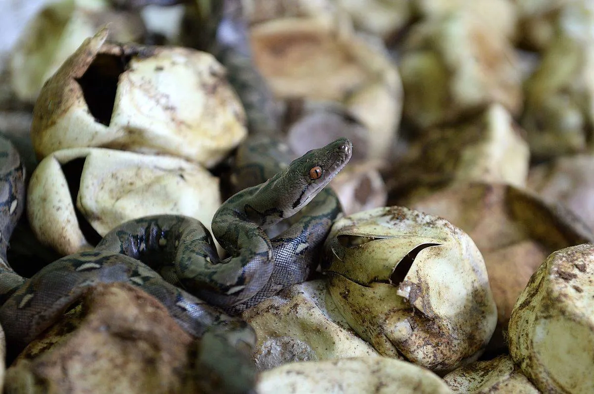 A baby python hatches from an egg.