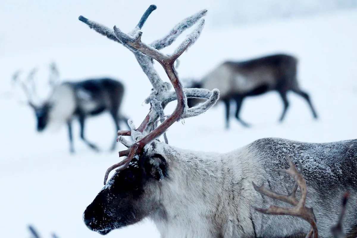 A reindeer stands in the snow in Russia.