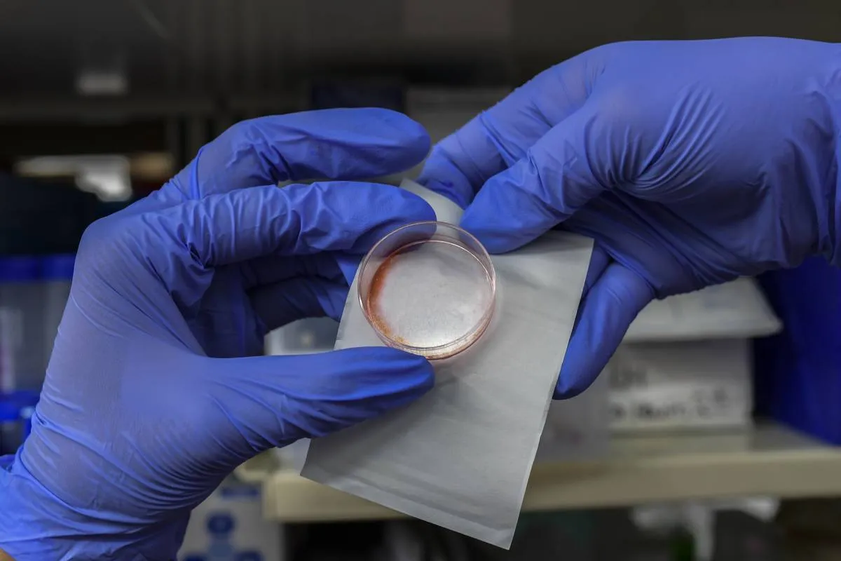 A scientist examples a petri dish to study viruses in a laboratory.