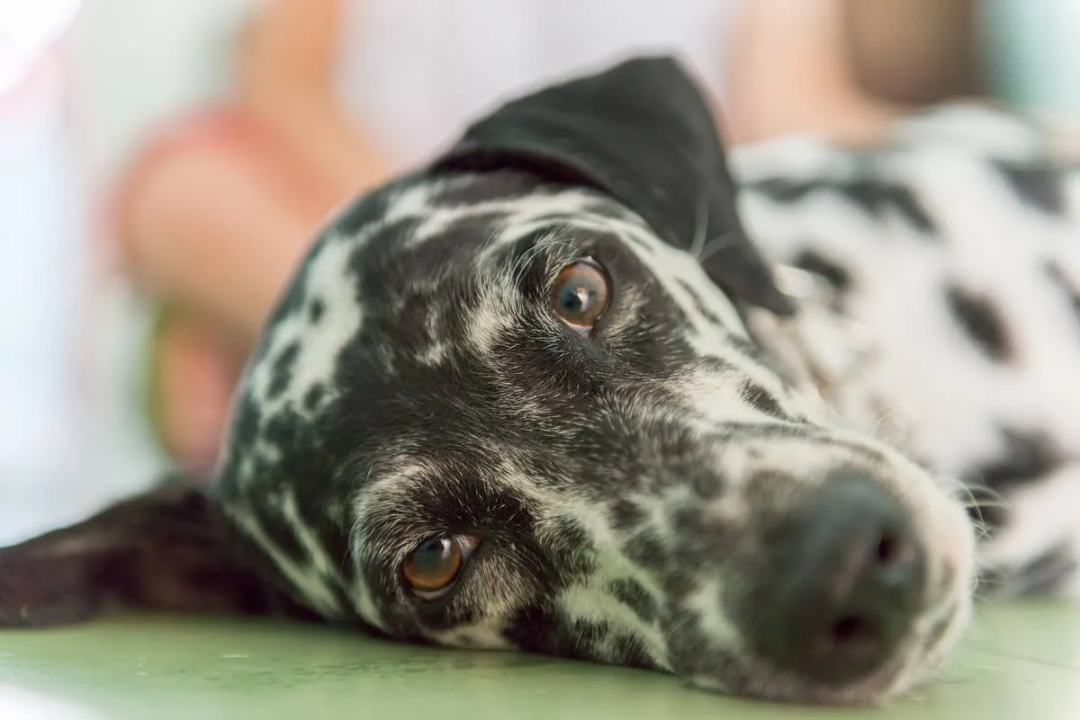 Dalmatian female pet dog in a house or home living alongside...