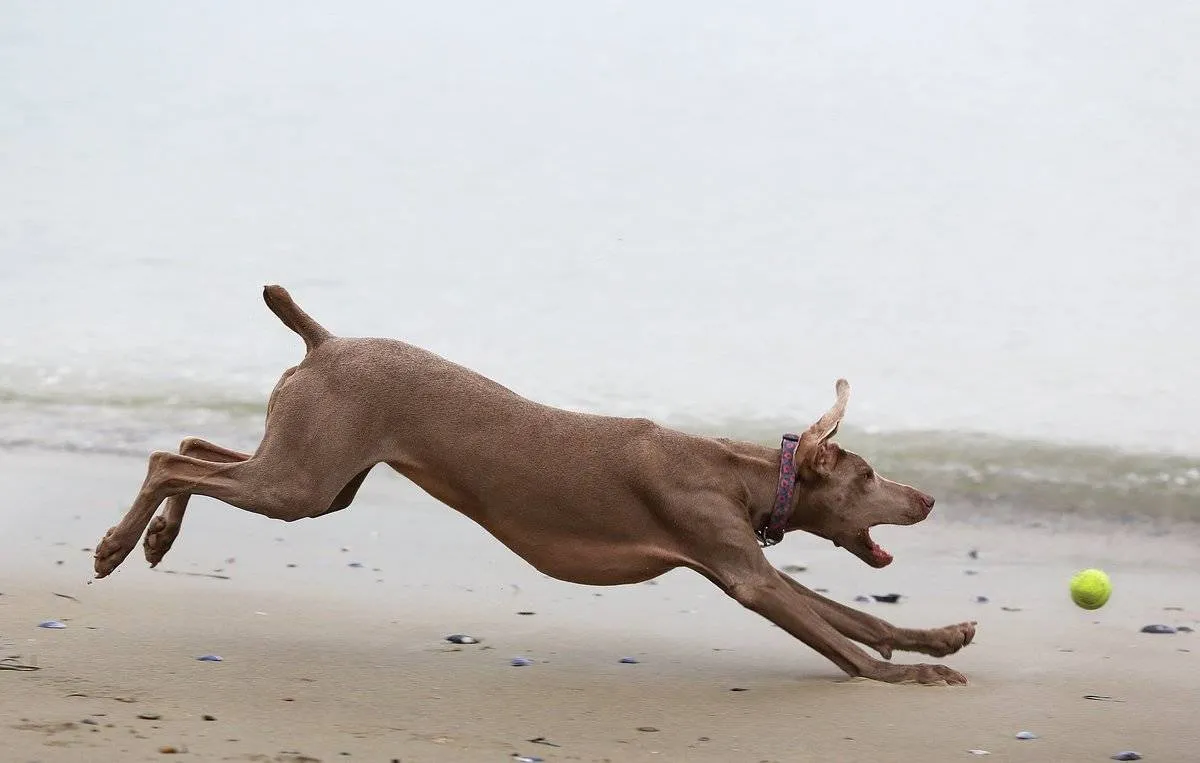 Mookie, a 4-year-old Weimaraner chases a ball, Sunday, Feb. 2, 2014, while playing at East End beach