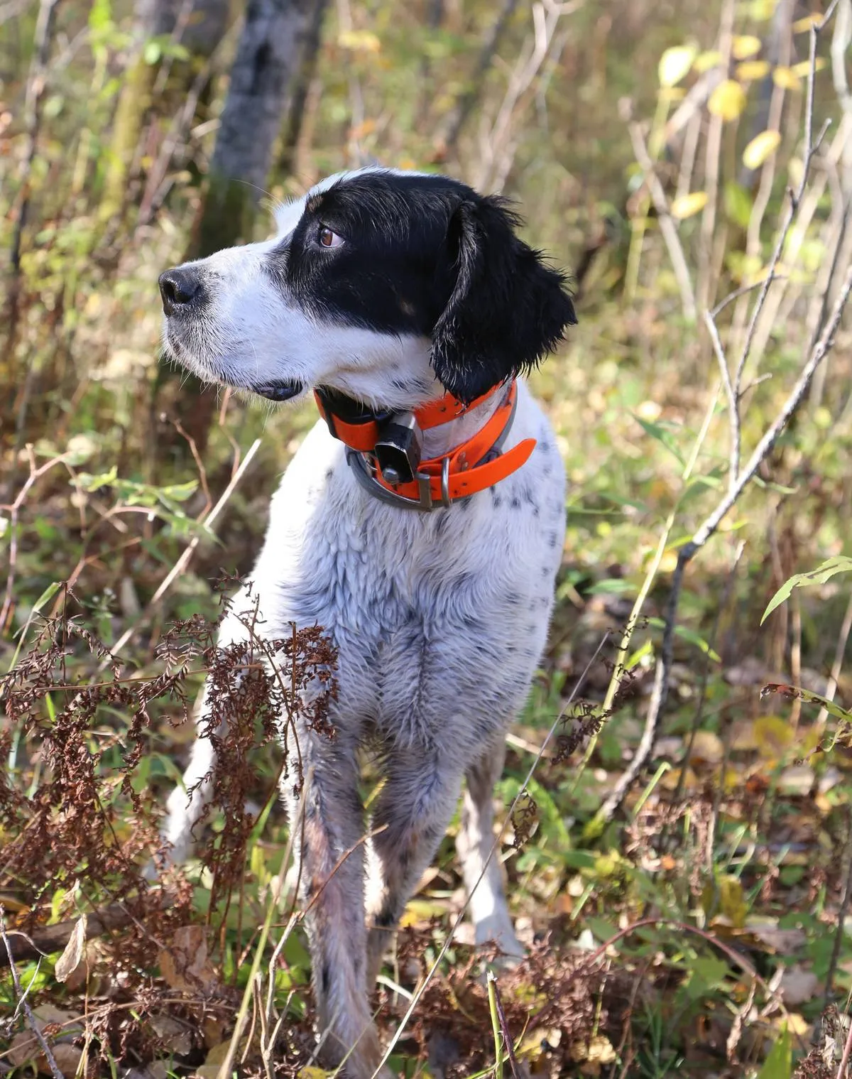 Shaq, an English setter owned by Jerry Kolter and his wife, Betsy Danielson, of rural Sandstone, Minn., points a woodcock while hunting in Pine County.