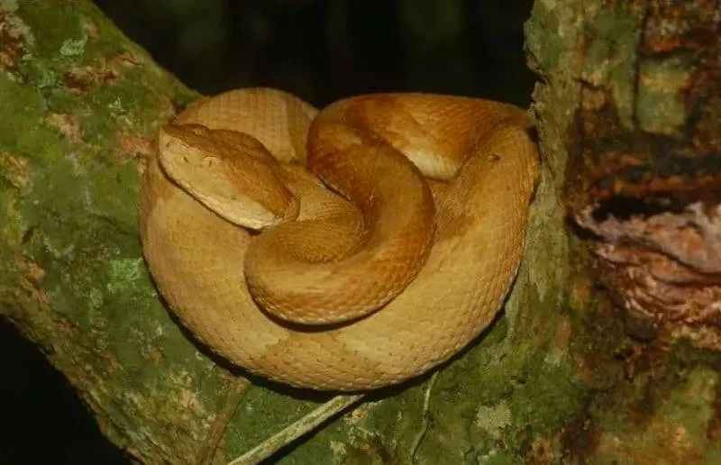 Golden lancehead pit viper from Island in Brazil 