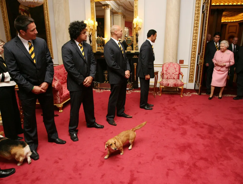 The Queen's dog enter a red-carpeted room before her