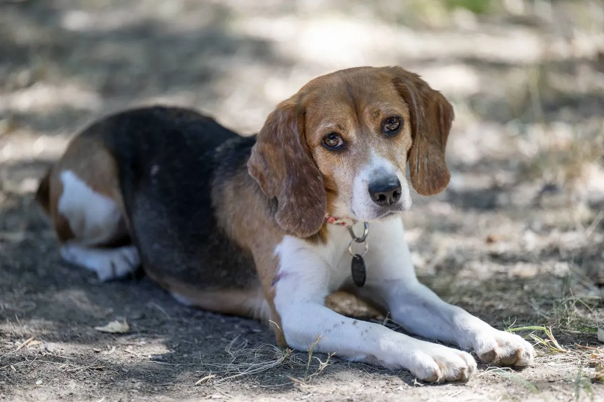 Nancy one of 4000 beagles rescued from a puppy mill at Envigo in Virginia