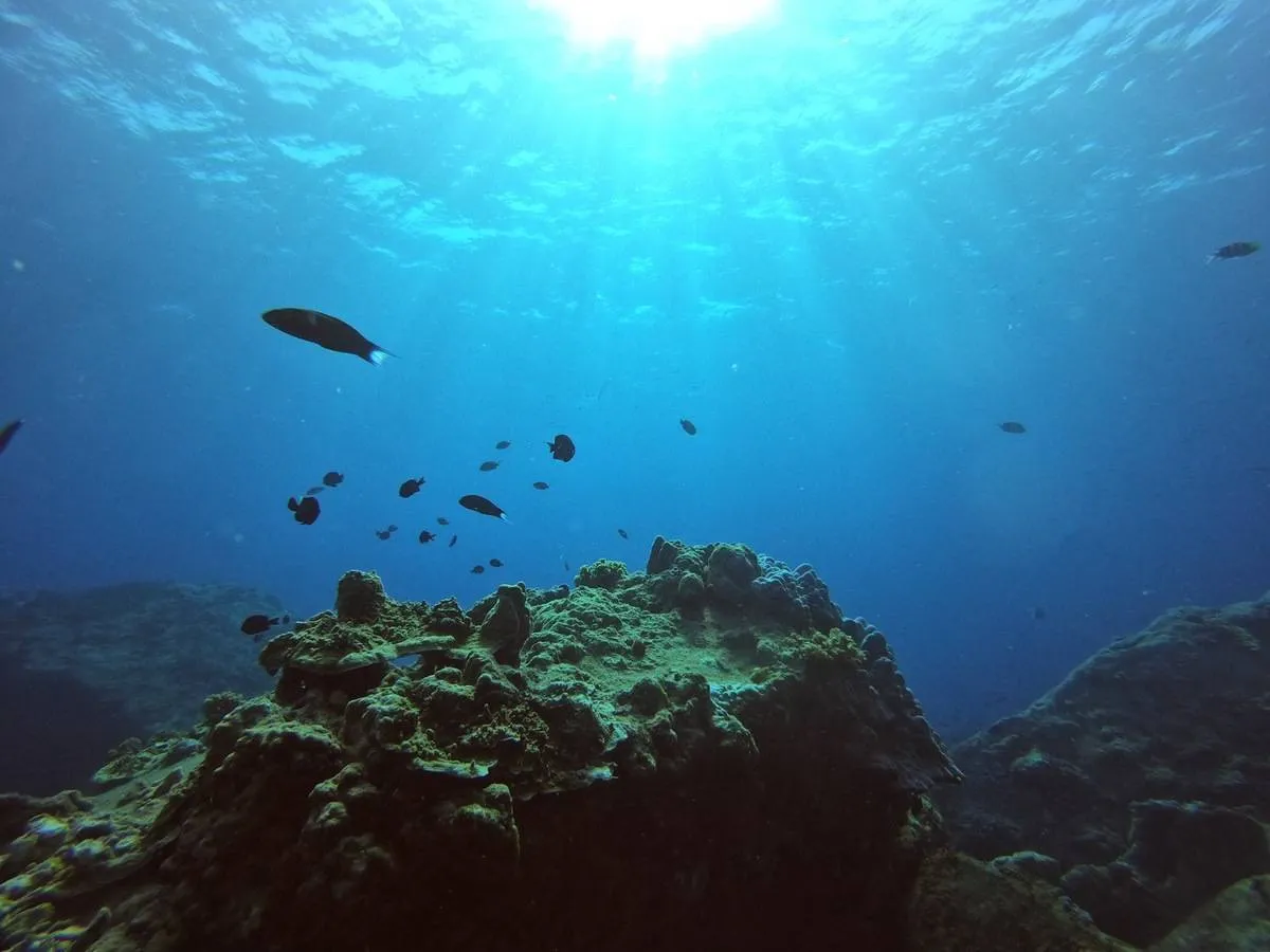 corals-and-marine-life-underwater-2022-11-16-19-37-50-utc