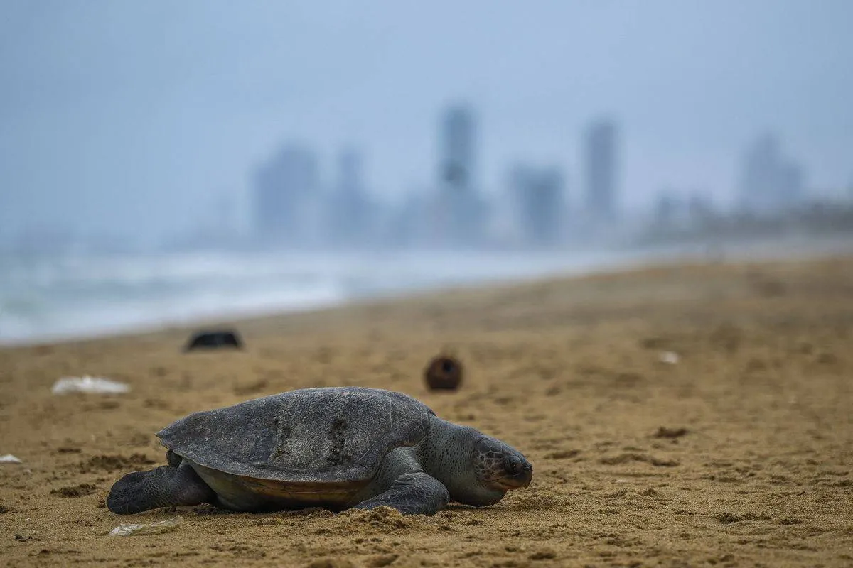 TOPSHOT-SRI LANKA-ENVIRONMENT-MARINE-TURTLES