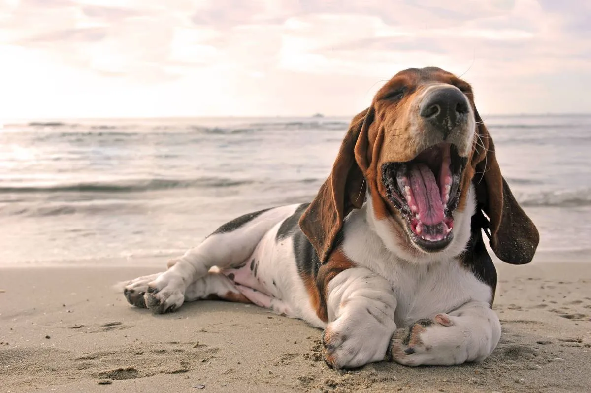 yawning-basset-hound-2021-08-26-17-36-05-utc