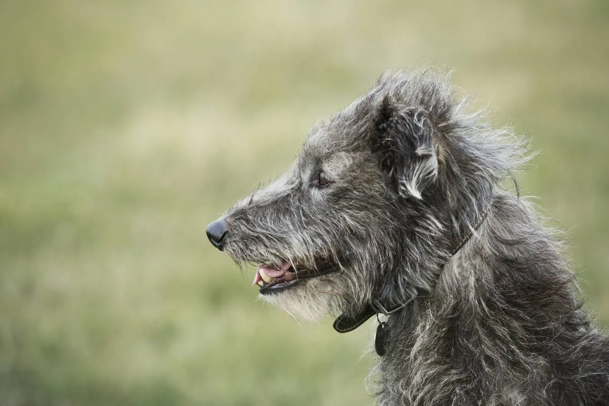 close-up-of-scottish-deerhound-sitting-in-a-field-2022-03-04-02-13-43-utc