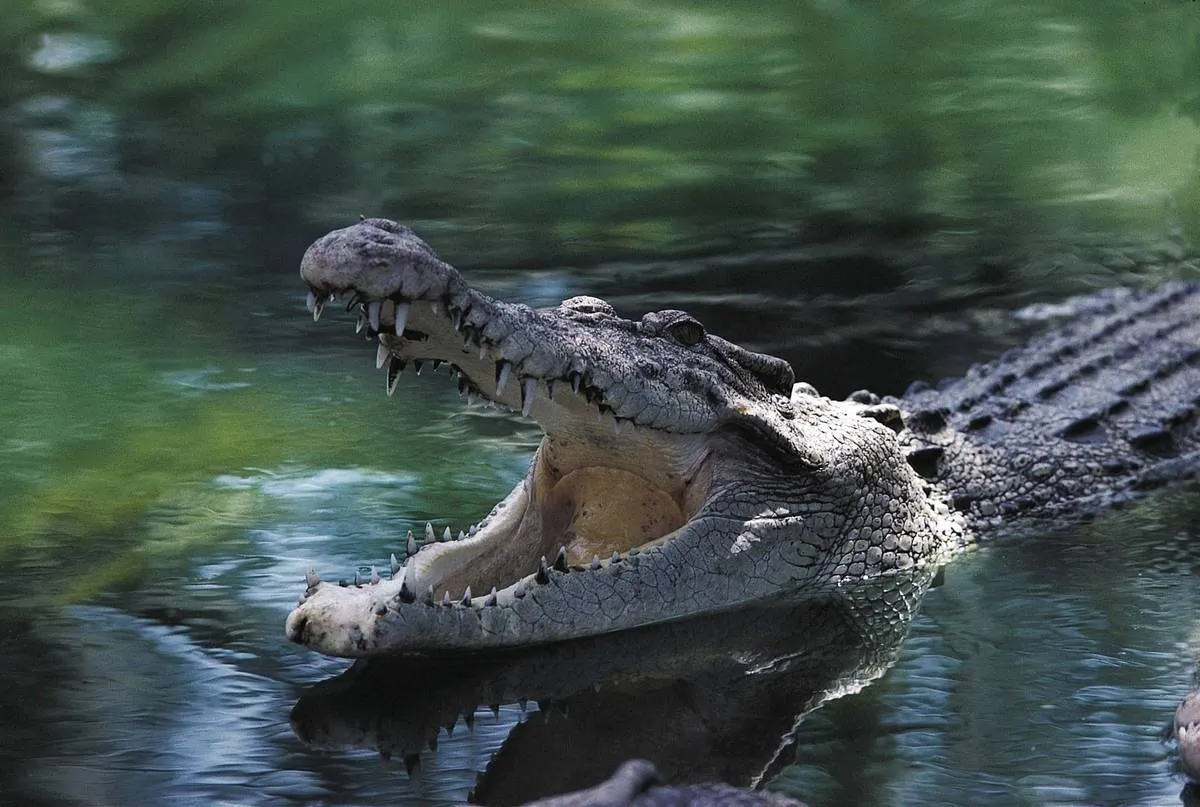 Thailand, Bangkok, Crocodile swimming with open jaws